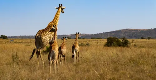 Safari in Africa: come preparare un viaggio che lascia davvero il segnoa