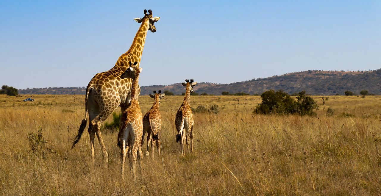 Safari in Africa: come preparare un viaggio che lascia davvero il segnoa