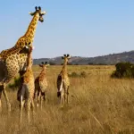 Safari in Africa: come preparare un viaggio che lascia davvero il segnoa