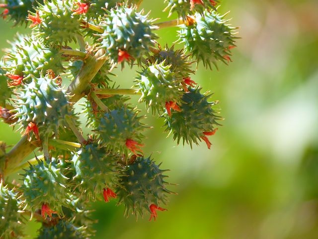 Benefici dell’olio di ricino